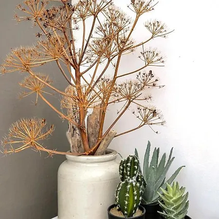 Casa Di U Cuginu Lägenhet *